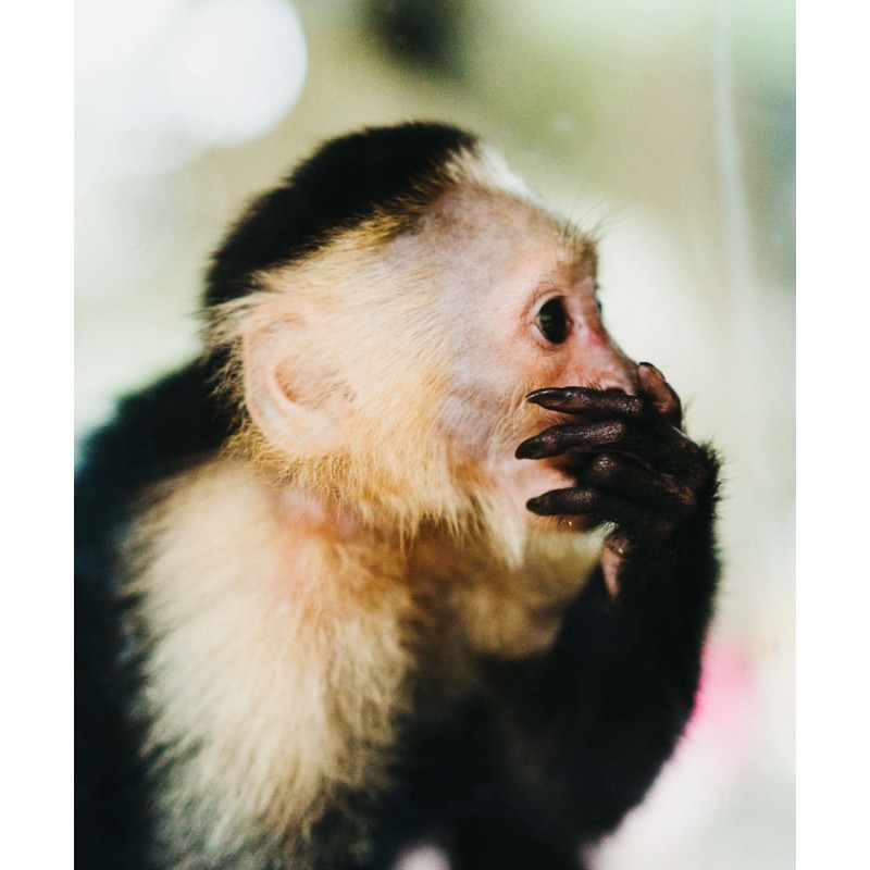 Café Britt® — Costa Rican Habitat kafijas komplekts (12 oz.) (3 iepakojumi) (Sloth, Lapa & Cariblanco) — kafijas pupiņas, arabikas kafija, košers, bez lipekļa, gardēdis un vidēji gaišs un tumšs grauzdējums